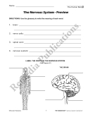 The Human Body: Nervous, Sensory, Respiratory Systems