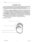 Plant Life Cycle: Labeling for Comprehension (Chapter Slice)